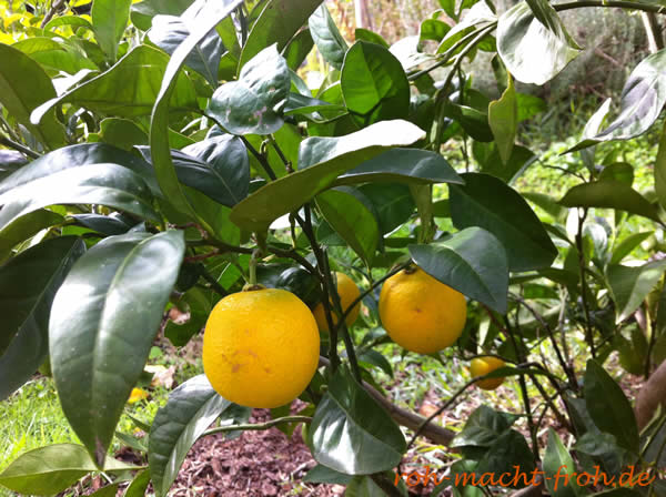 Bald reif: Orangen