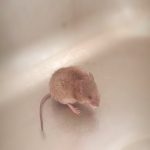 Lektionen mit der Maus: Lebensgesetze und Botschaften