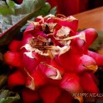 Sommerrohkost Teneriffa: Drachenfrucht