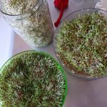Living Foods: Sprouts & Microgreens