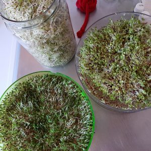 Rawvegan Living Foods Sprouts