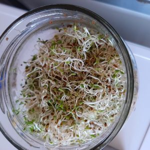 Living Foods Alfalfa Sprouts grown in glass