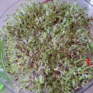 Rawvegan Living Foods Sprouts Broccoli