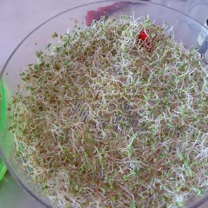 Rawvegan Living Foods Sprouts
