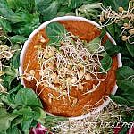 Rezept Rohkostsuppe - Happy Healthy Raw & Free