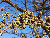 spring-tree2