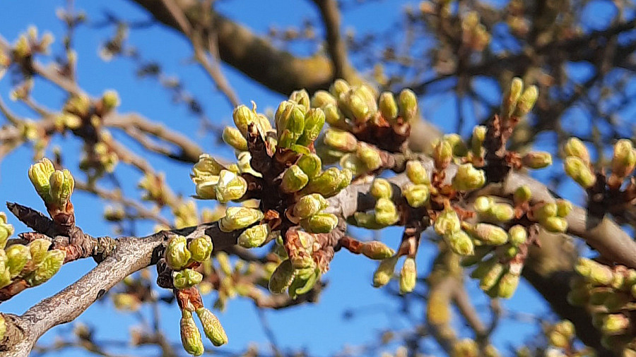spring-tree2