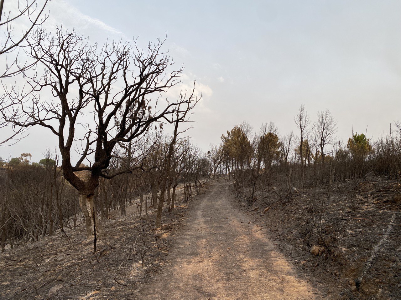 People's Forest after the fire