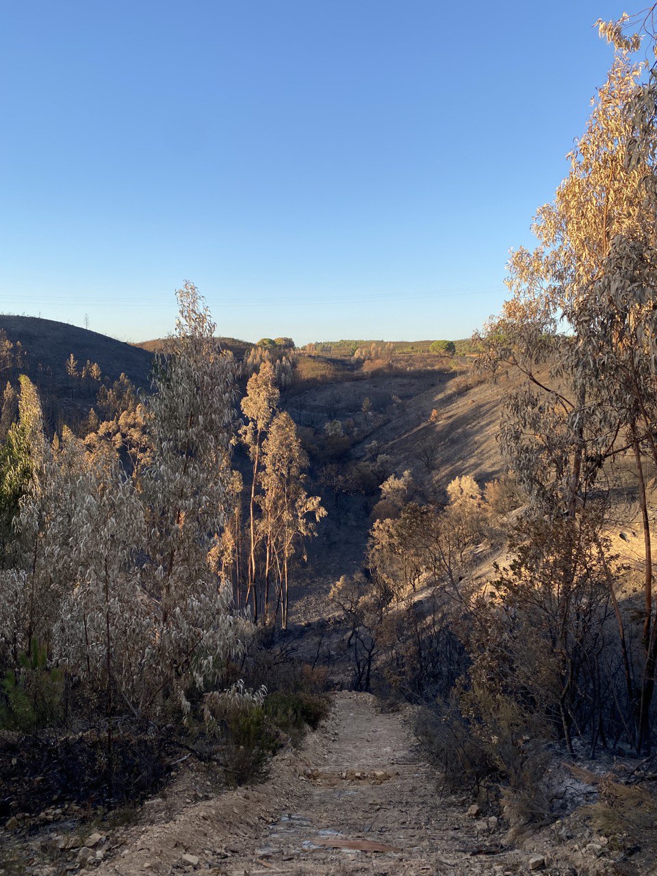 Valley after the fire